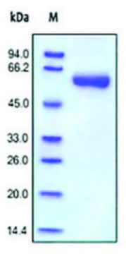 MMP-9 human recombinant, expressed in HEK 293 cells, &#8805;95% (SDS-PAGE)