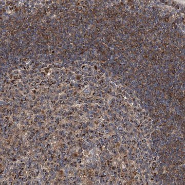 Anti-TNFRSF13B antibody produced in rabbit Prestige Antibodies&#174; Powered by Atlas Antibodies, affinity isolated antibody, buffered aqueous glycerol solution