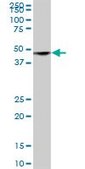 Anti-SH3GLB2 antibody produced in mouse IgG fraction of antiserum, buffered aqueous solution