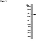 RIPAb+ Ago1抗体 clone 4G7-E12, from mouse