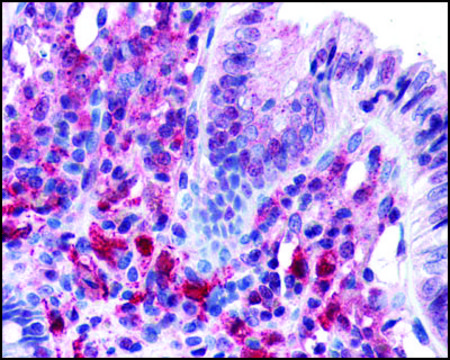 Anti-PACRG antibody produced in rabbit affinity isolated antibody, buffered aqueous solution