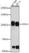 Anti-LOXL2 antibody produced in rabbit