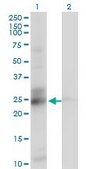 Monoclonal Anti-C21orf33 antibody produced in mouse clone 1F5, purified immunoglobulin, buffered aqueous solution