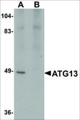 Anti-ATG13 antibody produced in rabbit affinity isolated antibody, buffered aqueous solution