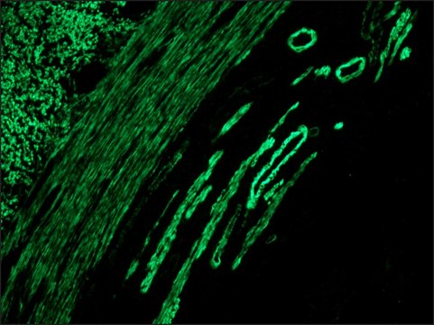 抗-鼠 IgG（全分子）-FITC 兔抗 IgG fraction of antiserum, buffered aqueous solution