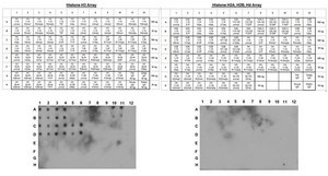 ChIPAb+ Histone H3 (Unmodified Lys4) - ChIP Validated Antibody and Primer Set clone CMA301, from mouse, purified by using protein G