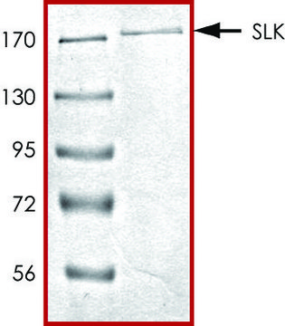 SLK, active, GST tagged human PRECISIO&#174; Kinase, recombinant, expressed in baculovirus infected Sf9 cells, &#8805;70% (SDS-PAGE), buffered aqueous glycerol solution