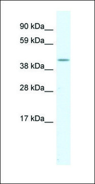 Anti-SerPINH1 antibody produced in rabbit IgG fraction of antiserum