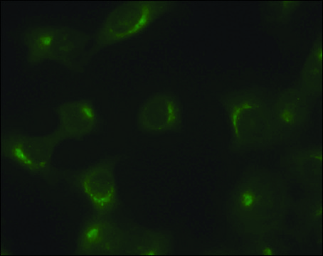 抗-TGN46 兔抗 ~1&#160;mg/mL, affinity isolated antibody, buffered aqueous solution