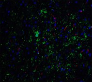 Anti-NELF antibody produced in rabbit affinity isolated antibody