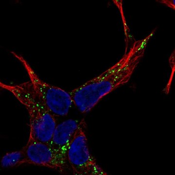 Anti-NELL2 antibody produced in rabbit Prestige Antibodies&#174; Powered by Atlas Antibodies, affinity isolated antibody