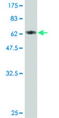 ANTI-TUBA1 antibody produced in mouse clone 2E9, purified immunoglobulin, buffered aqueous solution