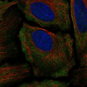 Anti-Grik1 Antibody Produced In Rabbit Prestige Antibodies&#174; Powered by Atlas Antibodies, affinity isolated antibody, buffered aqueous glycerol solution