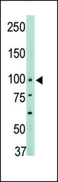 ANTI-PTPH1 (CENTER) antibody produced in rabbit IgG fraction of antiserum, buffered aqueous solution