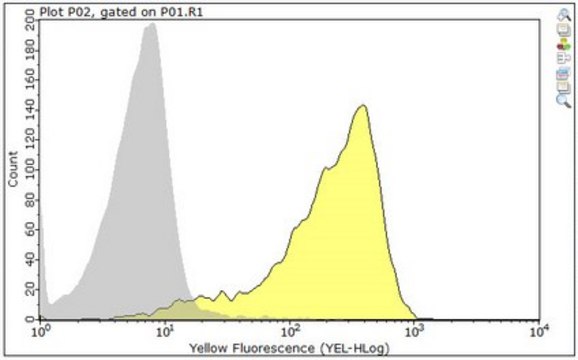 Anti-H-2K Antibody, clone Y-3 clone Y-3, from mouse