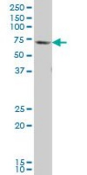 Monoclonal Anti-GATAD2B antibody produced in mouse clone 4G10, purified immunoglobulin, buffered aqueous solution