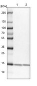 Anti-NME1 antibody produced in rabbit Prestige Antibodies® Powered by Atlas Antibodies, affinity isolated antibody, buffered aqueous glycerol solution