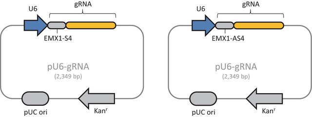 CRISPR Nickase EMX1 Positive Control