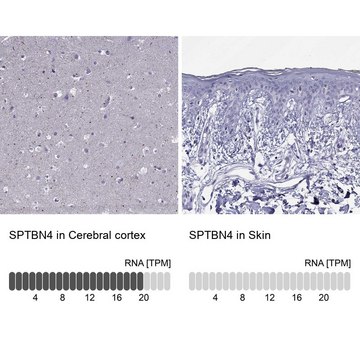 Anti-SPTBN4 antibody produced in rabbit Prestige Antibodies&#174; Powered by Atlas Antibodies, affinity isolated antibody, buffered aqueous glycerol solution