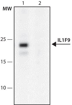 Anti-IL1F9 (26-40) antibody produced in rabbit IgG fraction of antiserum