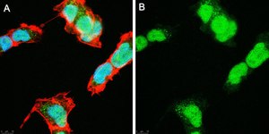 Anti-SOX-11 Antibody, clone 1F16 ZooMAb® Rabbit Monoclonal recombinant, expressed in HEK 293 cells