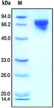 Transferrin human recombinant, expressed in HEK 293 cells, &#8805;95% (SDS-PAGE)