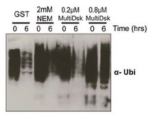 MultiDsk-Ubiquitin-binding protein reagent This MultiDsk-Ubiquitin-binding protein reagent is validated for use in Affinity Precipitation Assays for the pull-down of mono- and poly-ubiquitinated proteins.