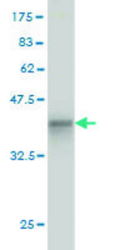 Monoclonal Anti-GCK antibody produced in mouse clone 3C7, purified immunoglobulin, buffered aqueous solution