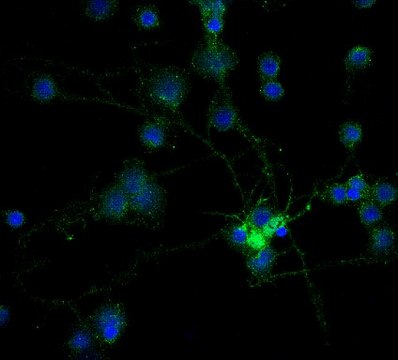 Anti-MAG Antibody, clone 513, Alexa Fluor&#8482; 488 Conjugate clone 513, from mouse, ALEXA FLUOR&#8482; 488