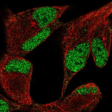 Anti-KDM3A antibody produced in rabbit Prestige Antibodies&#174; Powered by Atlas Antibodies, affinity isolated antibody