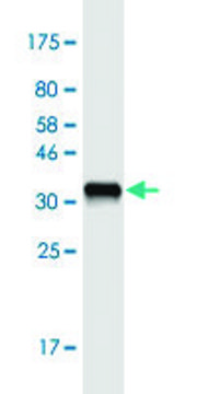 Monoclonal Anti-PLA2G10 antibody produced in mouse clone 5G11, purified immunoglobulin