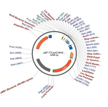 pSF-T7LacO-NH2-FLAG plasmid vector for molecular cloning