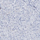 Anti-DRAM2 antibody produced in rabbit Prestige Antibodies® Powered by Atlas Antibodies, affinity isolated antibody, buffered aqueous glycerol solution