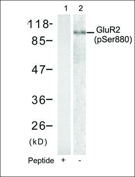 Anti-phospho-GRIA2 (pSer880) antibody produced in rabbit affinity isolated antibody