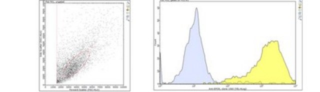 Anti-Endothelial Protein C Receptor Antibody, clone 1560 clone 1560, from rat