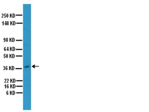 Anti-Osteopontin Antibody serum, Chemicon&#174;