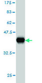 Monoclonal Anti-TCF12 antibody produced in mouse clone 2E9, purified immunoglobulin, buffered aqueous solution
