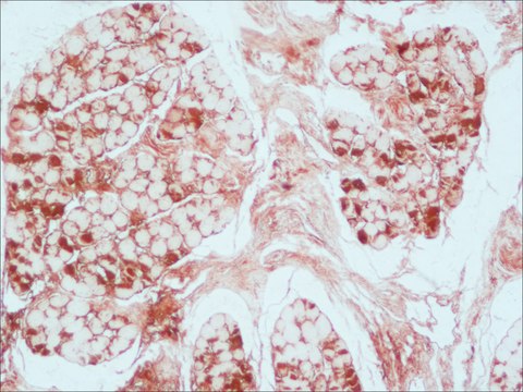 Monoclonal Anti-Myoglobin antibody produced in mouse clone MG-1, ascites fluid