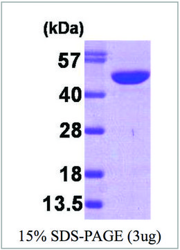 NDRG1 human recombinant, expressed in E. coli, &#8805;95% (SDS-PAGE)