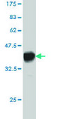 Monoclonal Anti-F12 antibody produced in mouse clone 3A3, purified immunoglobulin, buffered aqueous solution