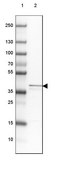 Anti-MRPS5 antibody produced in rabbit Prestige Antibodies® Powered by Atlas Antibodies, affinity isolated antibody, buffered aqueous glycerol solution