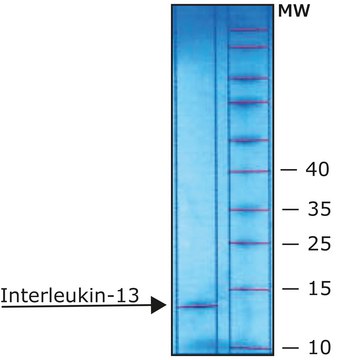 Interleukin-13 human &#8805;97% (SDS-PAGE), recombinant, expressed in E. coli, lyophilized powder, suitable for cell culture