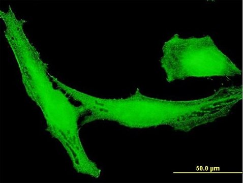 Anti-LRRC23 antibody produced in mouse purified immunoglobulin, buffered aqueous solution