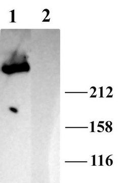 Anti-IP3 Receptor 1 Antibody Chemicon&#174;, from rabbit