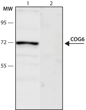 Anti-COG6 (636-648) antibody produced in rabbit IgG fraction of antiserum