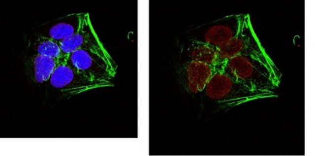 Anti-Histone H3. X/Y Antibody, clone 8H6-2111 clone 8H6-2111, from rat