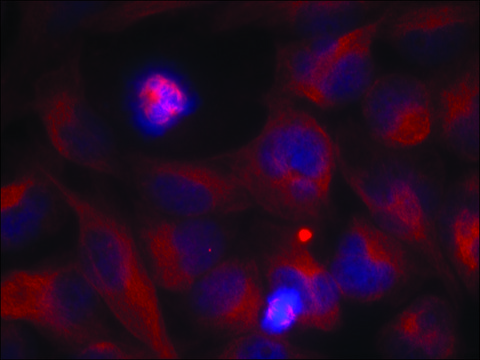 Anti-REL (Ab-503) antibody produced in rabbit affinity isolated antibody