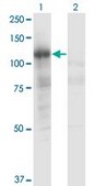 Monoclonal Anti-PLCL2 antibody produced in mouse clone 1C7, purified immunoglobulin, buffered aqueous solution