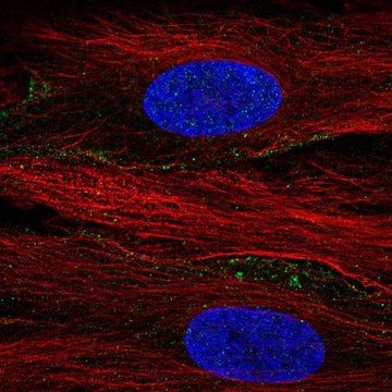 Anti-SLC13A3 antibody produced in rabbit Prestige Antibodies&#174; Powered by Atlas Antibodies, affinity isolated antibody