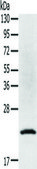 Anti-TP53I11 affinity isolated antibody